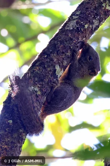 Formerly part of Prosciurillus leucomus, Whitish Dwarf Squirrel. Formerly part of Prosciurillus leucomus, Whitish Dwarf Squirrel.