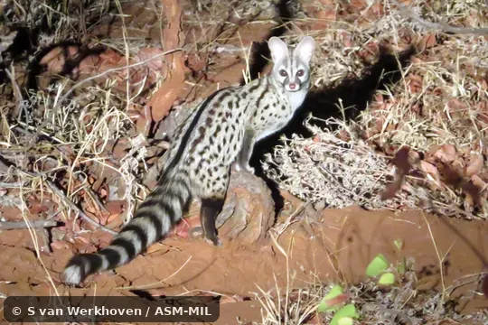 Click to learn more about this species Formerly Genetta genetta felina. Also as South African Small-spotted Genet.