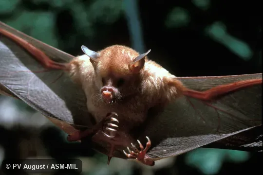 Erophylla bombifrons bombifrons.  front view of face and underside, wings extended.