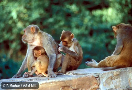 Group of four including juveniles.  Also as Rhesus Monkey.