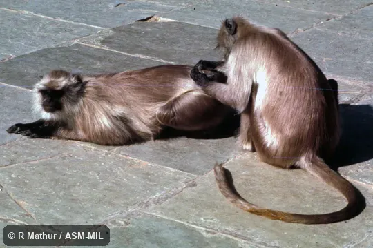 Two individuals, one grooming the other. Also as Bengal Gray Langur|Bengal Hanuman Langur|Common Langur|Entellus Langur|Hanuman Langur|North Indian Langur|Northern Plains Gray Langur. Identified by KP Karanth and KS Chetan Nag. Two individuals, one grooming the other. Also as Bengal Gray Langur|Bengal Hanuman Langur|Common Langur|Entellus Langur|Hanuman Langur|North Indian Langur|Northern Plains Gray Langur. Identified by KP Karanth and KS Chetan Nag.