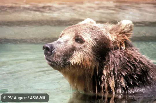 Close-up view of swimming bear's head