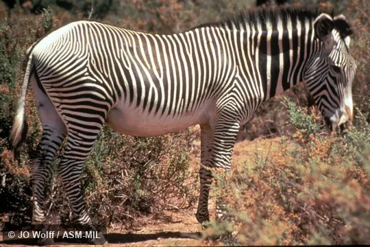 Side view, standing.  Also as Imperial Zebra.