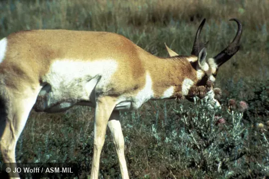 Adult male scent-marking with cheek gland