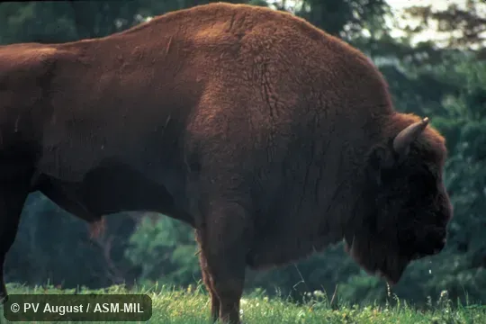 Side view of adult male, standing.  Formerly as Bison bonasus.  Also as European Bison.