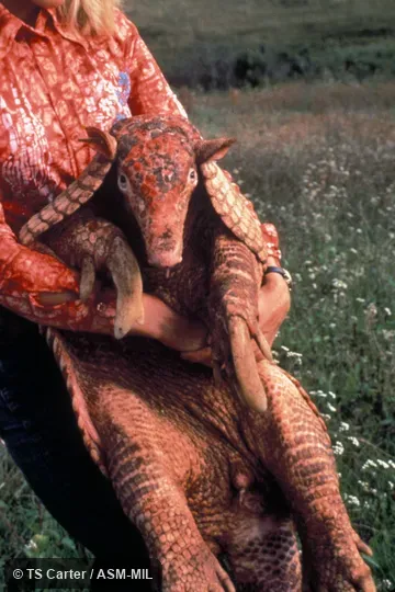 Ventral view of individual held by person