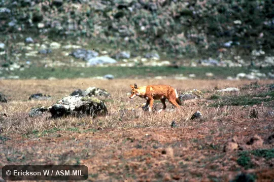Side view, walking in field. Also as Simien Fox|Simien Jackal|Abyssinian Wolf|Abyssinian Red Fox. Side view, walking in field. Also as Simien Fox|Simien Jackal|Abyssinian Wolf|Abyssinian Red Fox.