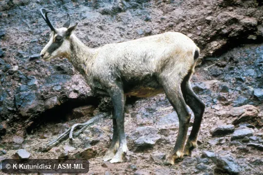 Side view of male.  Rupicapra rupicapra rupicapra.  Also as Alpine Chamois.