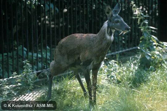 Side view of male, canines visible
