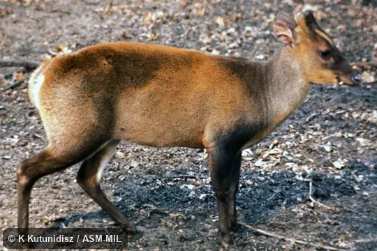 Side view of male; canine visible, antlers shed. Muntiacus vaginalis nigripes. Formerly Muntiacus muntjak nigripes. Also as Muntiacus nigripes, Black-footed Muntjac. Side view of male; canine visible, antlers shed. Muntiacus vaginalis nigripes. Formerly Muntiacus muntjak nigripes. Also as Muntiacus nigripes, Black-footed Muntjac.