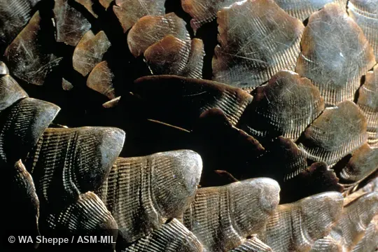 Close-up of scales.  Formerly as Manis temminckii.  Also as Temminck's Pangolin, Cape Pangolin.