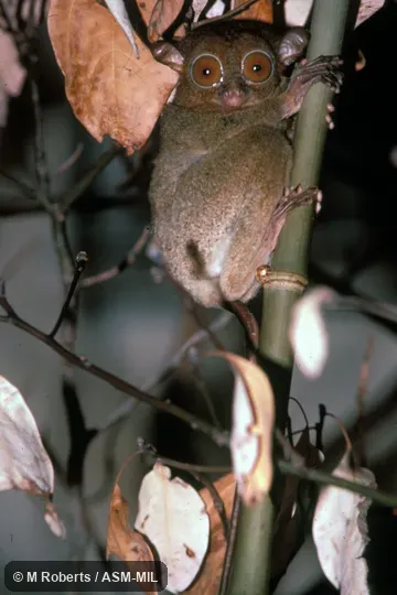 View of animal grasping tree trunk, front view of head.  Formerly as Tarsius bancanus, Horsfield’s Tarsier.