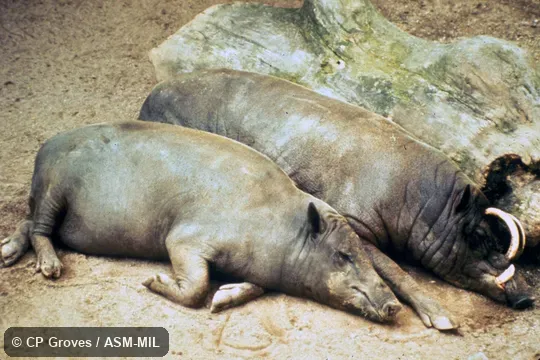 Pair lying side by side.  Formerly Babyrousa babyrussa celebensis.