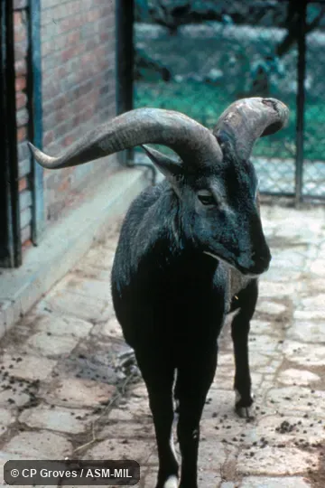 Male standing, showing oblique view of head and anterior body.  Also as Bharal.