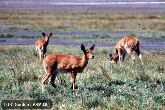 Group of three grazing, side view.  Redunca redunca bohor.  Also as Redunca bohor, Abyssinian Bohor Reedbuck|Eastern Bohor Reedbuck.  Also as Common Reedbuck.