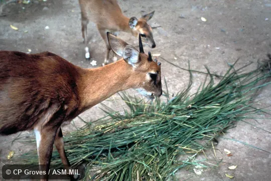 Side view of male feeding