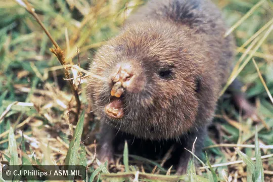 Oblique view of face with mouth open, in grassy vegetation.  Also as Bay Bamboo Rat.
