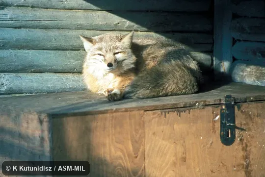 Side view, lying down.