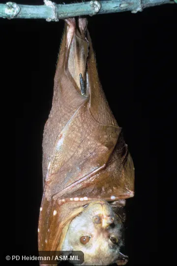 Hanging, with wings wrapped around body Hanging, with wings wrapped around body