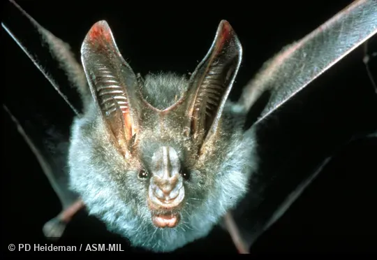 Front view.  Megaderma spasma philippinense.  Also as Common Asian Ghost Bat|Lesser False Vampire|Malayan False-vampire.