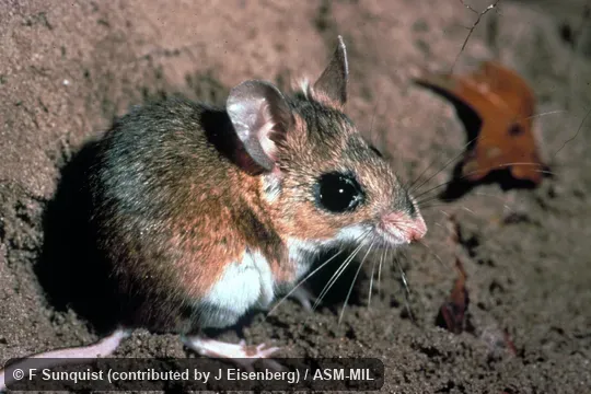 Side view.  Also as Florida Mouse.