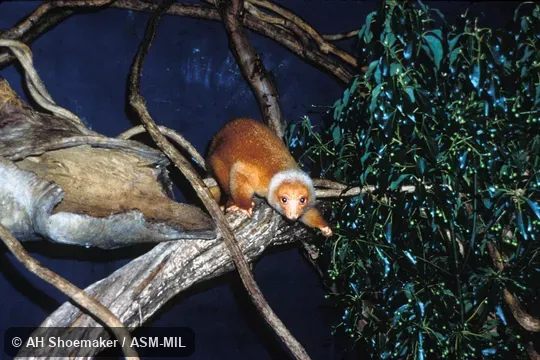 Three-year-old captive born at Baier River Sanctuary, Papua, New Guinea.  Also as Short-tailed Spotted Cuscus|Spotted Phalanger.