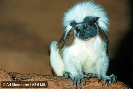Front view. Also as Cotton-headed Tamarin|Cottontop Tamarin. Formerly Cebidae (Callitrichinae). Front view. Also as Cotton-headed Tamarin|Cottontop Tamarin. Formerly Cebidae (Callitrichinae).