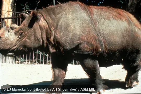 Side view. Als as Asiatic Two-horned Rhinoceros|Hairy Rhinoceros. Side view. Als as Asiatic Two-horned Rhinoceros|Hairy Rhinoceros.