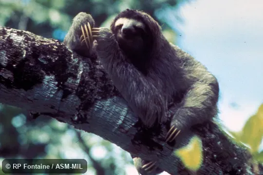 Animal on branch, showing claws.  Also as Brown-throated Sloth.