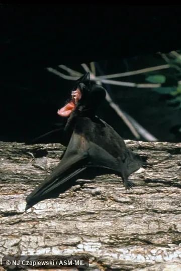 Side view of female on tree trunk, mouth widely open