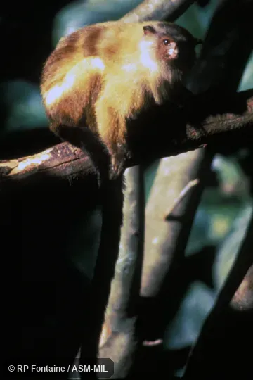Oblique view of male on tree branch. Also Formerly Callithrix melanura. Formerly Cebidae (Callitrichinae). Oblique view of male on tree branch. Also Formerly Callithrix melanura. Formerly Cebidae (Callitrichinae).