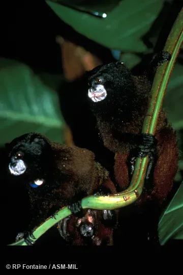 Front view of adult male and female clinging to branch, showing feet. One has neck tags. Formerly Leontocebus fuscicollis. Also as Brown-mantled Tamarin|Hershkovitz's Saddle-back Tamarin|Saddleback Tamarin|Acre Saddle-back Tamarin|Ávila-Pires's Saddle-back Tamarin|Gray-fronted Saddle-back Tamarin|Lako's Saddle-back Tamarin. Formerly Cebidae (Callitrichinae). Front view of adult male and female clinging to branch, showing feet. One has neck tags. Formerly Leontocebus fuscicollis. Also as Brown-mantled Tamarin|Hershkovitz's Saddle-back Tamarin|Saddleback Tamarin|Acre Saddle-back Tamarin|Ávila-Pires's Saddle-back Tamarin|Gray-fronted Saddle-back Tamarin|Lako's Saddle-back Tamarin. Formerly Cebidae (Callitrichinae).