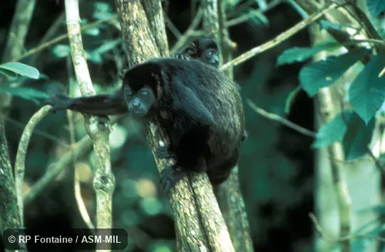 Adult female with yearling infant.  Also as Golden-mantled Howler.