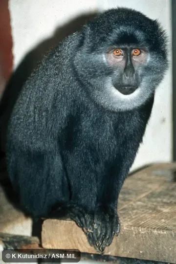 Oblique view of animal sitting.  Formerly Cercopithecus preussi.  Also as Black Monkey|Preuss's Guenon.