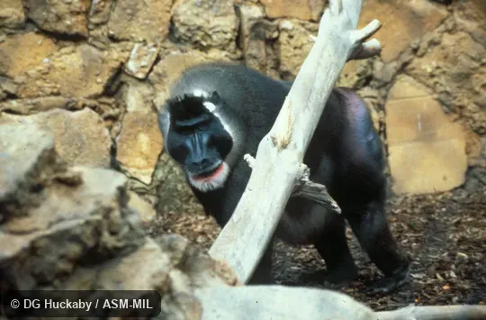 Oblique view of adult male