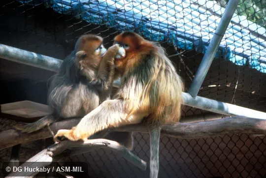 Two individuals grooming. Also as Golden Monkey. Two individuals grooming. Also as Golden Monkey.