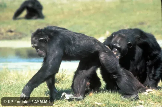Side view of animal knuckle-walking.  Also as Common Chimpanzee.