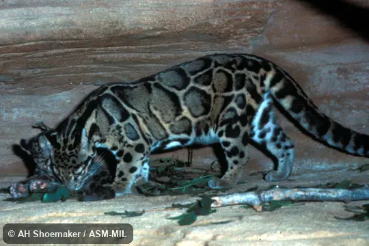 Side view of female with young.  Formerly Clouded Leopard.  Also as Indochinese Clouded Leopard.