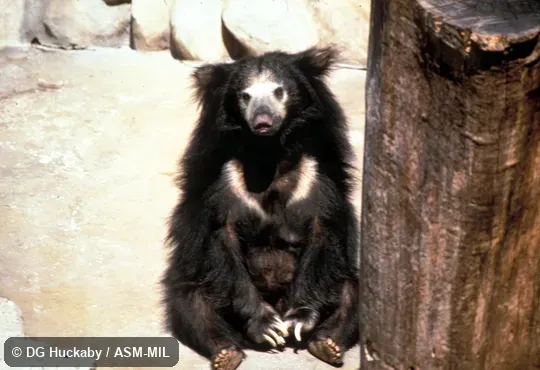 Front view of bear sitting up. Also as Honey Bear|Lip Bear. Front view of bear sitting up. Also as Honey Bear|Lip Bear.