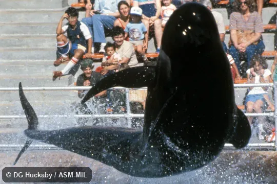Animal jumping above aquarium tank. Formerly in order Cetacea. Also as Pacific Pilot Whale|Southern Blackfish|Southern Pothead Whale. Animal jumping above aquarium tank. Formerly in order Cetacea. Also as Pacific Pilot Whale|Southern Blackfish|Southern Pothead Whale.