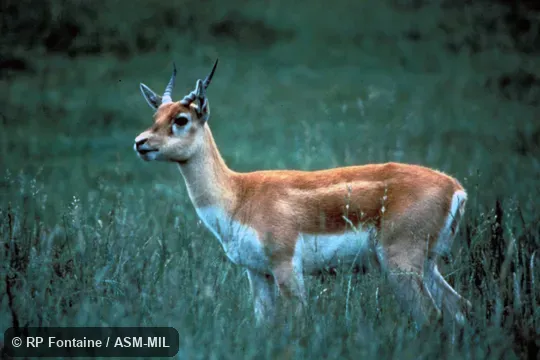 Side view of young male. Antilope cervicapra rajputanae. Also as Indian Antelope. Side view of young male. Antilope cervicapra rajputanae. Also as Indian Antelope.