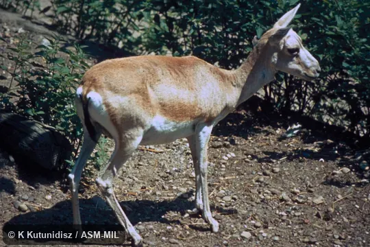 Side view of female. Gazella subgutturosa subgutturosa. Also as Persian Gazelle. Side view of female. Gazella subgutturosa subgutturosa. Also as Persian Gazelle.