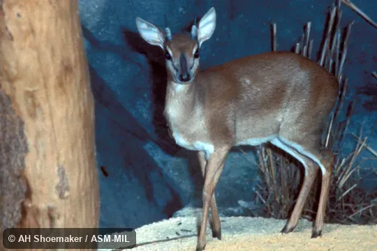Oblique view of adult male.  Nesotragus moschatus zuluensis.  Formerly Neotragus moschatus zuluensis.  Also as Neotragus livingstonianus, Livingston's Suni.