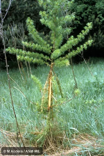 Larch tree damaged by deer.  Also as European Roe Deer.