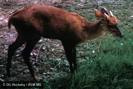 Dorsolateral view of adult male.  Formerly Mazama americana temama.  Also as Mexican Red Brocket.