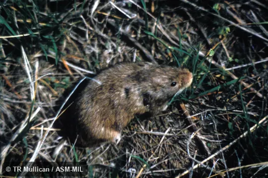 Dorso-lateral view of adult female, raised in lab colony