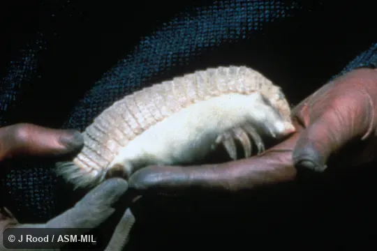 Side view, hand-held.  Als as Lesser Fairy Armadillo|Lesser Pichiciego.