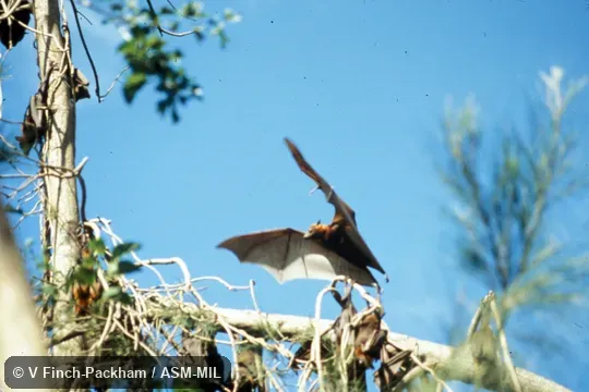 Ventral view of bat about to land at roost