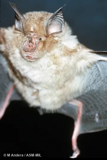 Close-up ventral view of head and body, hand-held.  Also as Larger Horseshoe Bat.