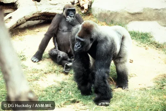 Male knuckle-walking, female and young